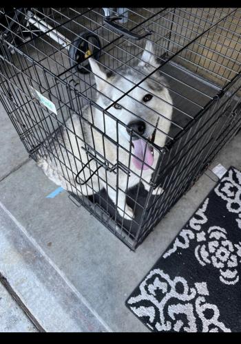 Lost Male Dog last seen Sioux ln & Crow ln, San Jose, CA 95123