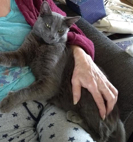 Lost Male Cat last seen emerald and prospect, Torrance, CA 90503