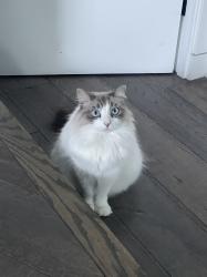 Lost Female Cat last seen Sunset plaza/ Thrasher Way, Los Angeles, CA 90069