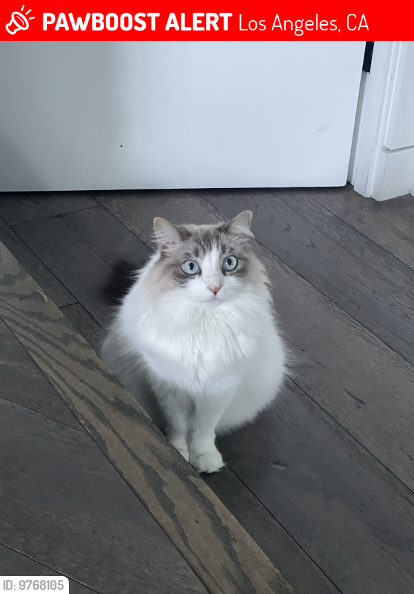 Lost Female Cat last seen Sunset plaza/ Thrasher Way, Los Angeles, CA 90069