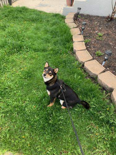 Lost Female Dog last seen Palmer and Lorel Ave, Chicago, IL 60639