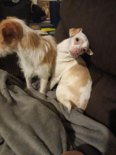Lost Female Dog last seen Near Mohave and Geronimo, Tucson, AZ 85705