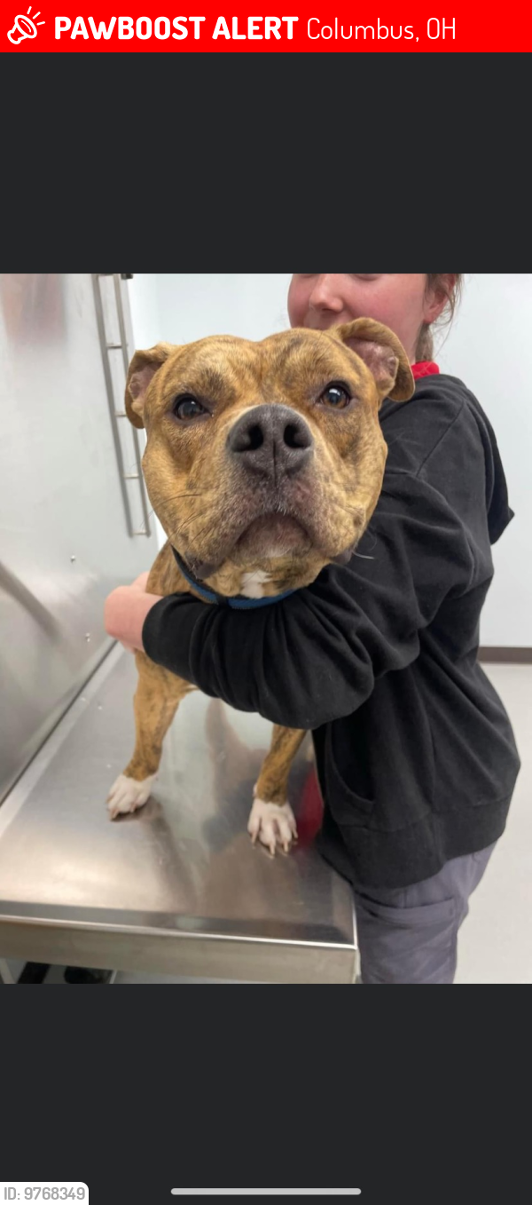 Lost Male Dog last seen S central ave , Columbus, OH 43222