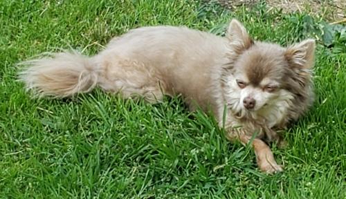 Lost Male Dog last seen Harper and Main St Perry, OH , Perry, OH 44081