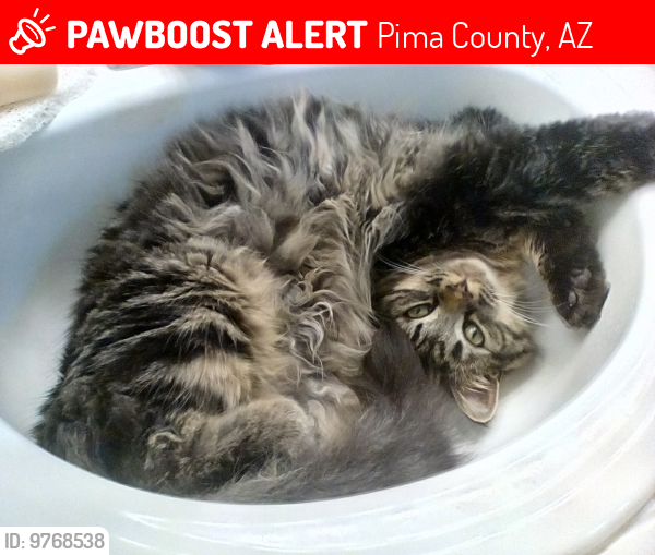 Lost Male Cat last seen Hartman Drive and Eaglestone Loop, Pima County, AZ 85742