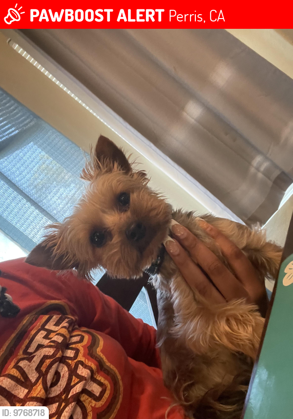 Found yorkie hot sale male