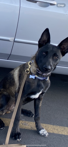 Lost Female Dog last seen Near Monterey highway , San Jose, CA 95125