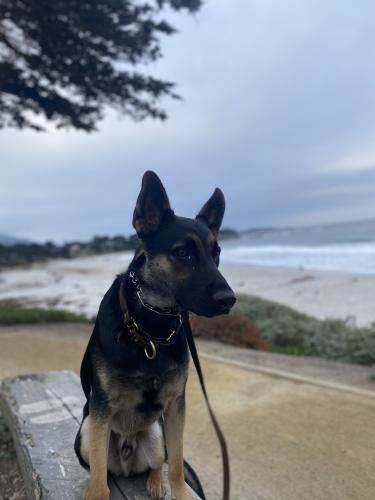 Lost Male Dog last seen Near Monterey Highway , San Jose, CA 95125