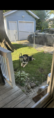 Lost Male Dog last seen Near Traymore ave Cleveland Ohio , Cleveland, OH 44144