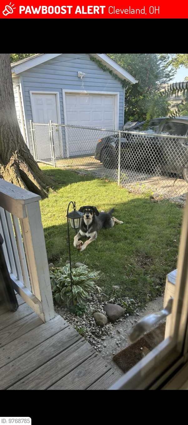 Lost Male Dog last seen Near Traymore ave Cleveland Ohio , Cleveland, OH 44144