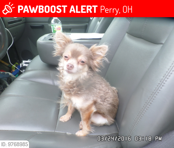 Lost Male Dog last seen Main and Harper Streets near RR tracks, Perry, OH 44081