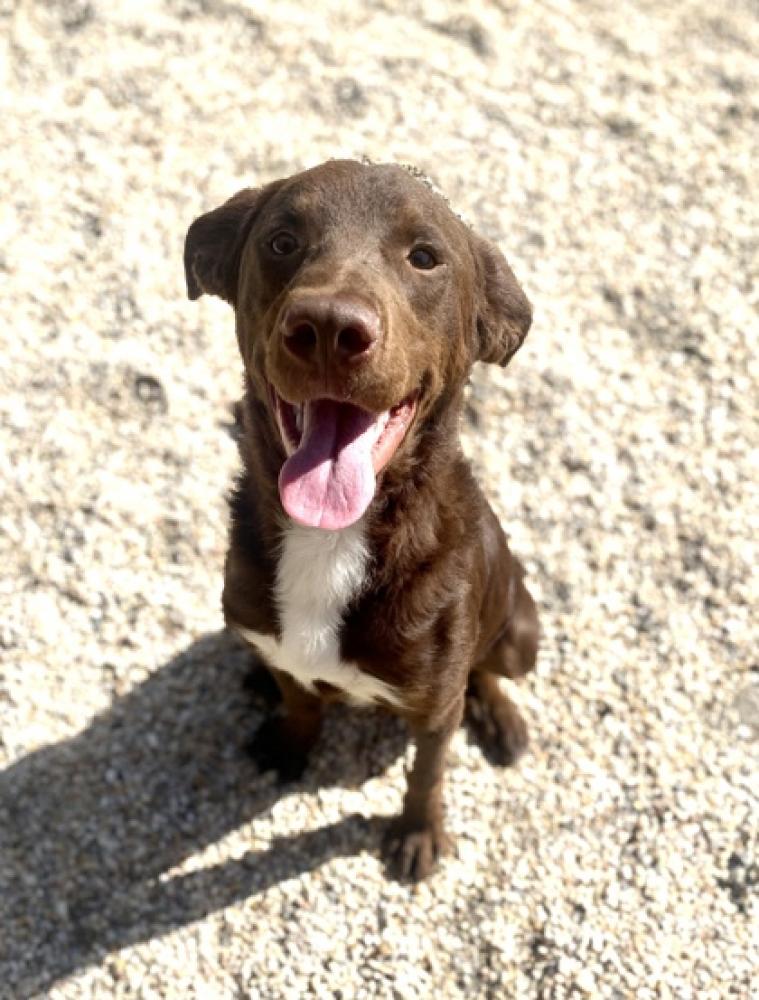 Shelter Stray Male Dog last seen Hideaway ponds RV resort, 70356 - Gibson, LA, Gray, LA 70359