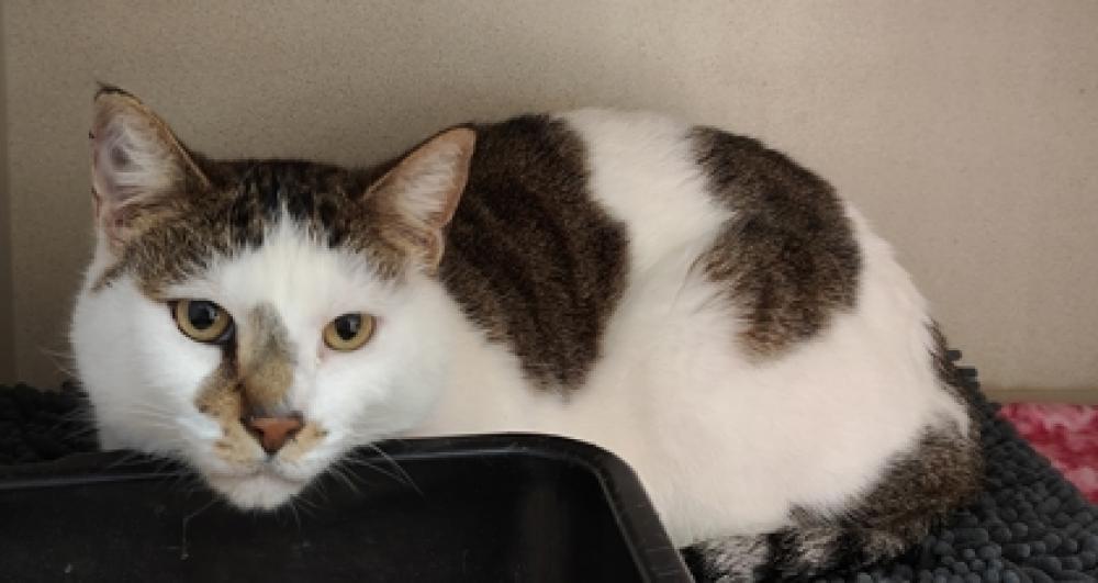Shelter Stray Female Cat last seen Near lake mcmurray ln Mount Vernon, Skagit County, WA, Burlington, WA 98233