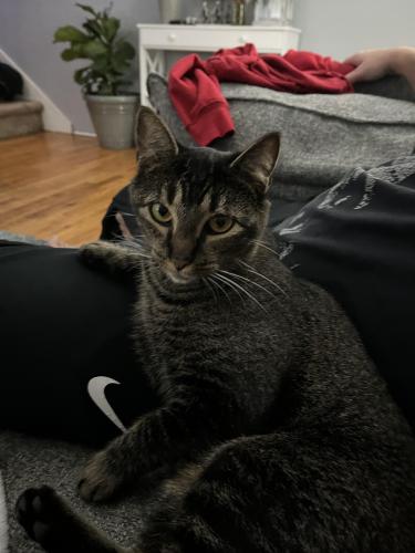 Lost Female Cat last seen Near Corner of 6th ave and 5th Ave in royersford pa. , Royersford, PA 19468