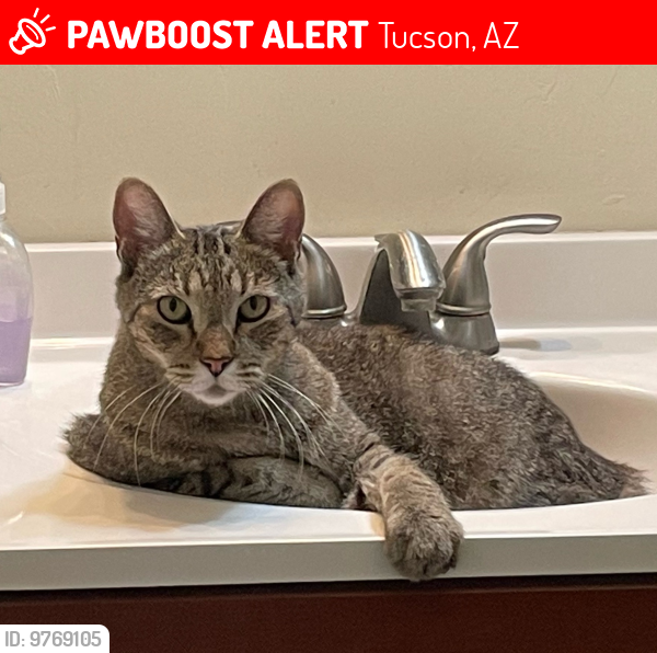 Lost Male Cat last seen 23rd Street and Van Buren , Tucson, AZ 85711