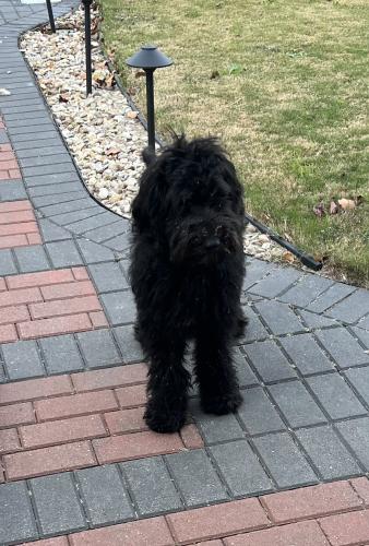 Found/Stray Male Dog last seen Sienna Dr & Collins, Arlington, TX 76002