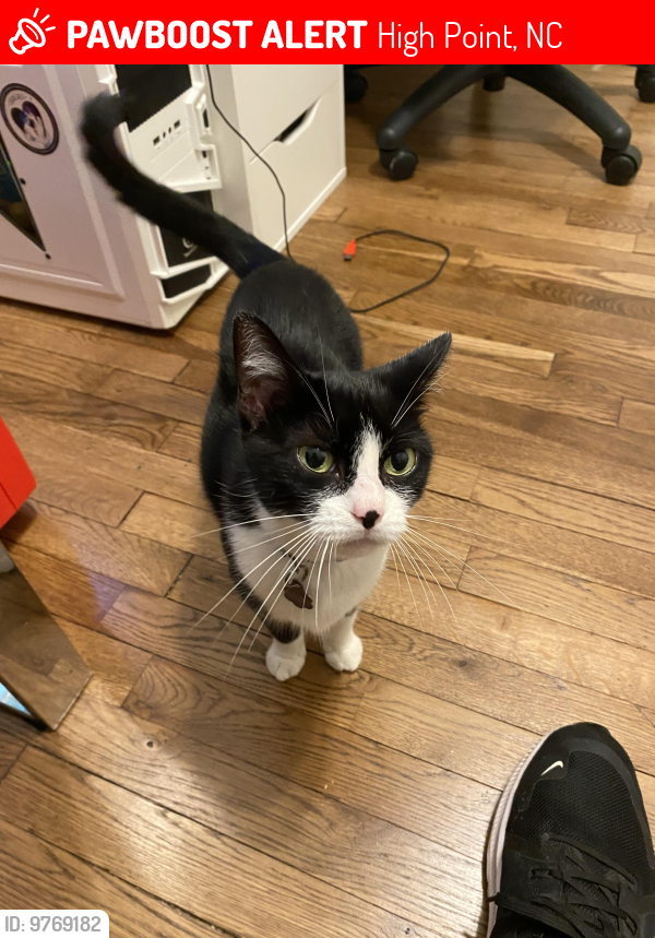 Lost Female Cat last seen Lexington and rotary , High Point, NC 27262