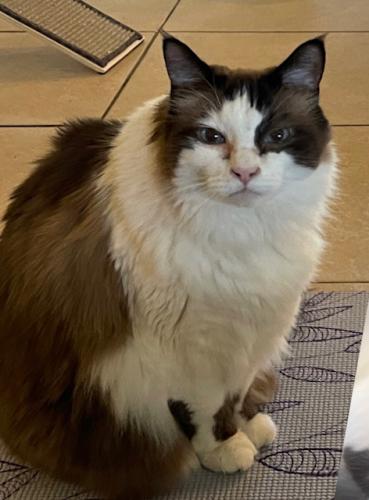 Lost Male Cat last seen 88th Place and Cactus Scottsdale AZ 85260. Our  in our culdesac , Scottsdale, AZ 85260