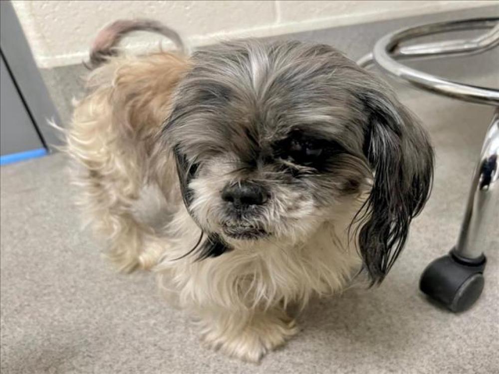Shelter Stray Male Dog last seen GARDEN VINE AVE, Auburn, CA 95603