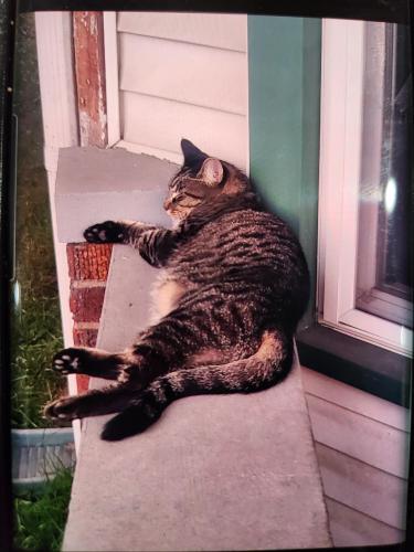 Lost Female Cat last seen East Ave. & Sycamore St, Hamilton, OH 45011