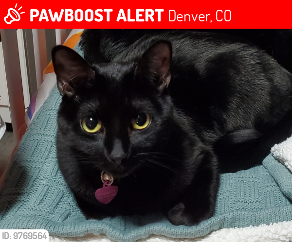 Lost Female Cat last seen Near S Linden Ct, Denver, CO, 80222, Denver, CO 80222