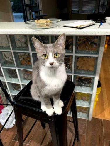Lost Female Cat last seen touhy and bell, Chicago, IL 60645