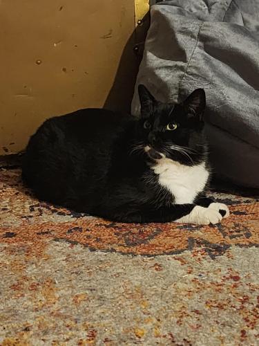 Found/Stray Unknown Cat last seen Uniontown ohio, Uniontown, OH 44685
