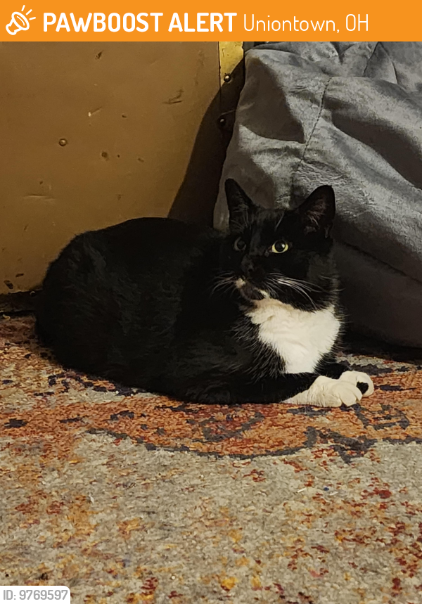 Found/Stray Unknown Cat last seen Uniontown ohio, Uniontown, OH 44685