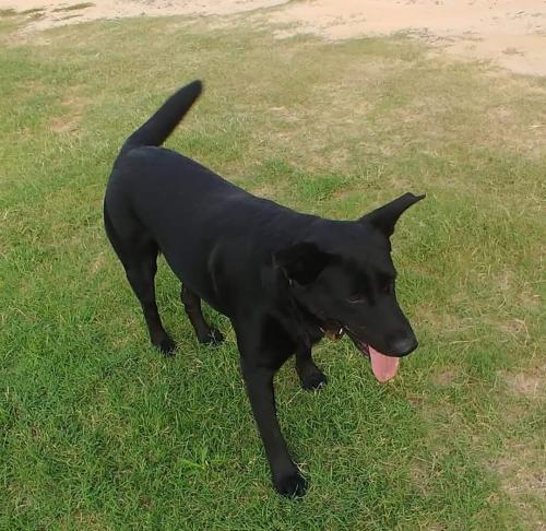Lost Male Dog last seen Willow Springs Rd & Geyer Springs, Little Rock, AR 72206