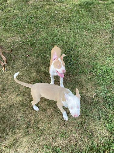 Lost Female Dog last seen Bowie, Bowie, MD 20720