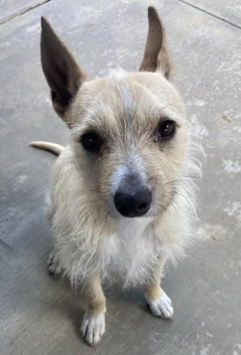 Lost Male Dog last seen Tyler st and California ave, Riverside, CA 92503