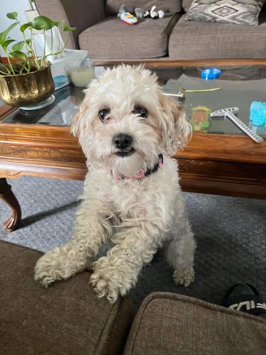 Lost Female Dog last seen Independence & Roosevelt , Chicago, IL 60644