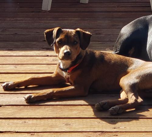 Lost Male Dog last seen Mary lane and La Serena, East Canyon, CA 92025