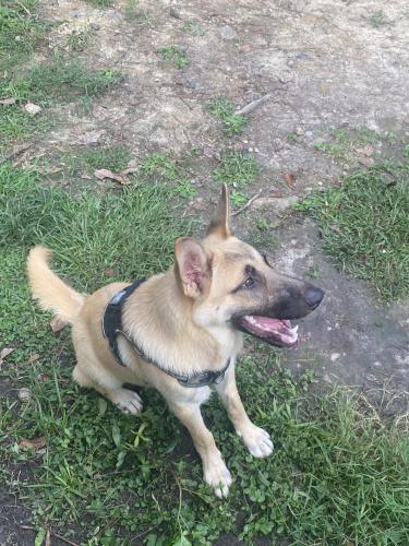 Lost Male Dog last seen bluesky way lithia springs , Lithia Springs, GA 30122