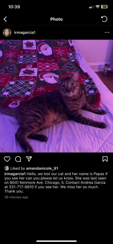 Lost Female Cat last seen Kenmore and glenlake , Chicago, IL 60660