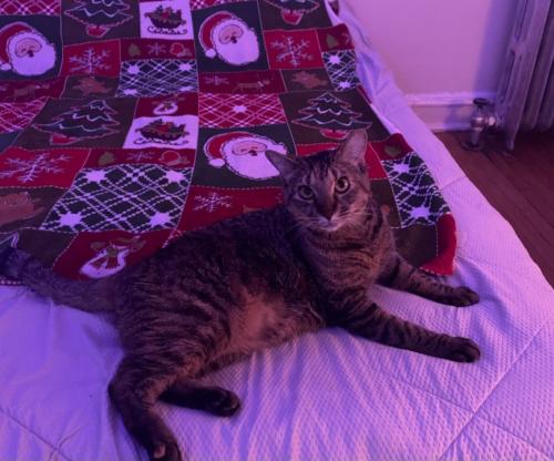 Lost Female Cat last seen Near N Kenmore Ave , Chicago, IL 60660