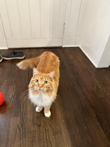 Lost Male Cat last seen Canterbury Rd in Forest Hills neighborhood , Columbia, SC 29204