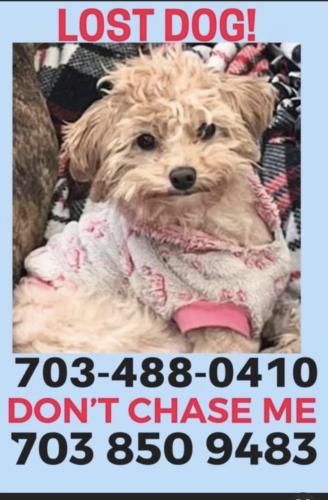 Lost Female Dog last seen Poplar Alley, Occequan , Occoquan Historic District, VA 22192
