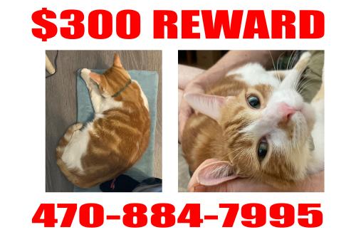 Lost Male Cat last seen Park Ave & Park Pl, Lithia Springs, GA 30122