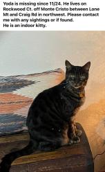 Lost Male Cat last seen Lone mountain off Monte Cristo near cemetery, Las Vegas, NV 89129
