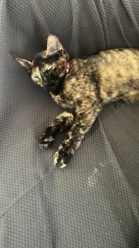Lost Female Cat last seen Meadow st, Winchester, VA 22602