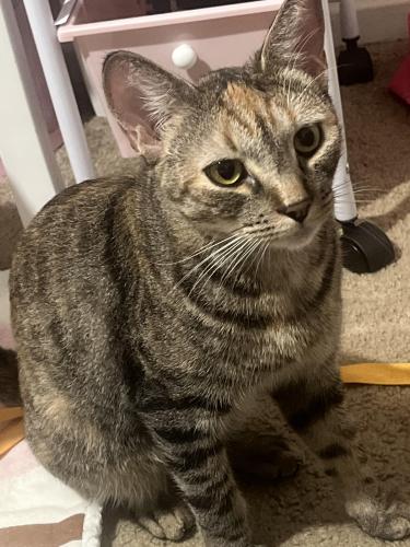 Lost Female Cat last seen In the apmts across the liquor store, San Marcos, CA 92069