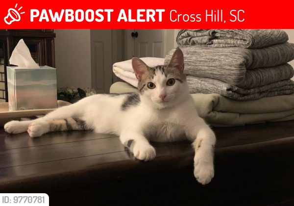 Lost Male Cat last seen South Carolina 39, Cross Hill, SC, Cross Hill, SC 29332