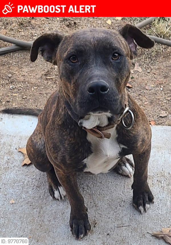 Muskogee County, OK Lost Female Dog, Rue Is Missing PawBoost