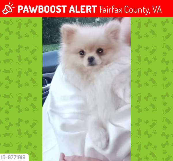 Lost Female Dog last seen Fairfax county  highway , Fairfax County, VA 20171
