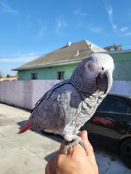 Lost Female Bird last seen Firestone Blvd, Between Plevka and Zamora Ave , Los Angeles, CA 90001