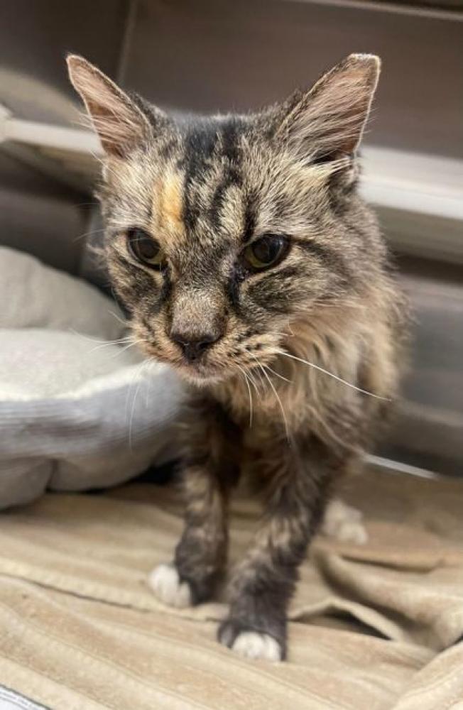 Shelter Stray Female Cat last seen Near Tara Dr, 70801, LA, Baton Rouge, LA 70820