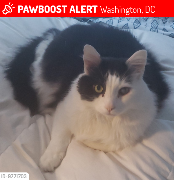 Lost Male Cat last seen Alley between Irving & Kenyon, between 13th & 14th Sts NW, Columbia Heights, Washington DC, Washington, DC 20010