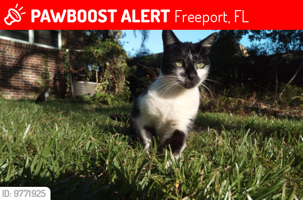 Lost Male Cat last seen Freshfield Way, Freeport, FL - Brighton Community inside Hammock Bay, Freeport, FL 32439