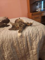 Lost Male Cat last seen Sura Blvd , Pine Castle, FL 32809